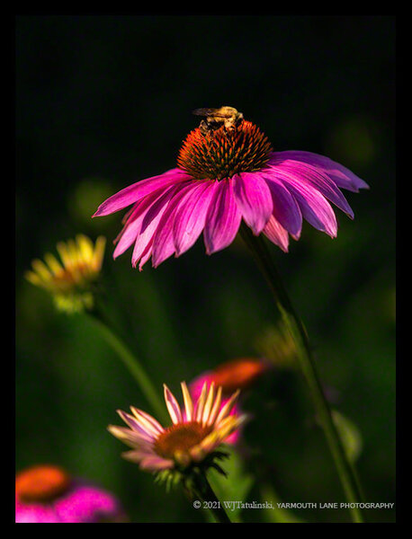 BEE ON CONE FLOWER