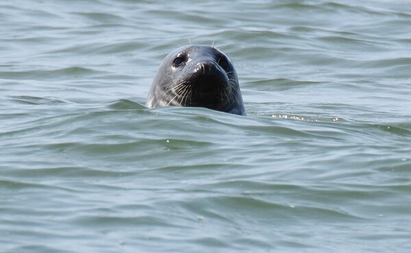Seal in water.jpg