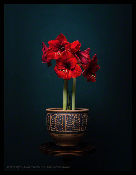 Red Lion Amaryllis in Clay Pot