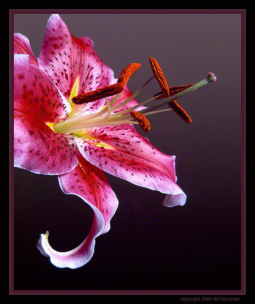 Pollen Pistol 2 , Stargazer Lilly Flower