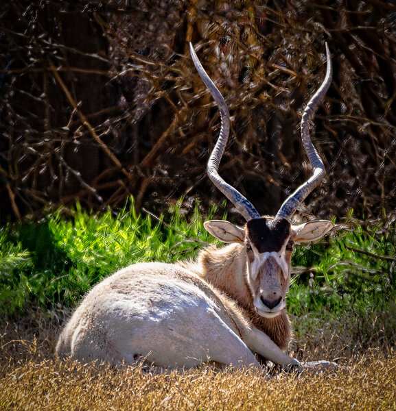 Addax Antelope.jpg