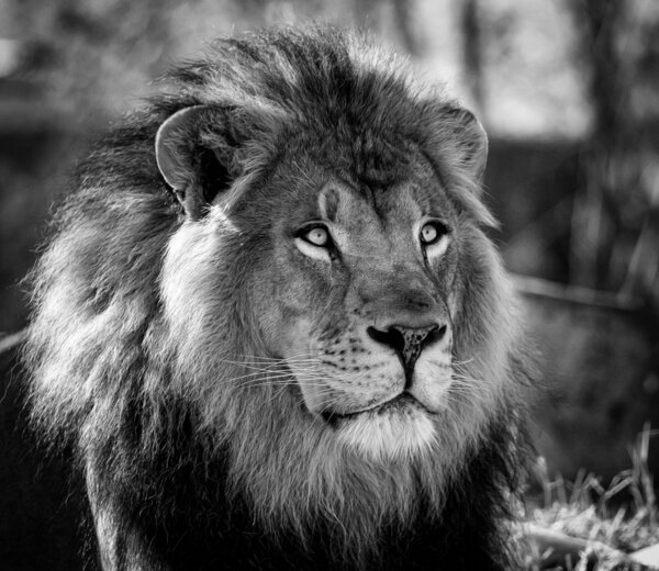 African Lion-7.jpg
