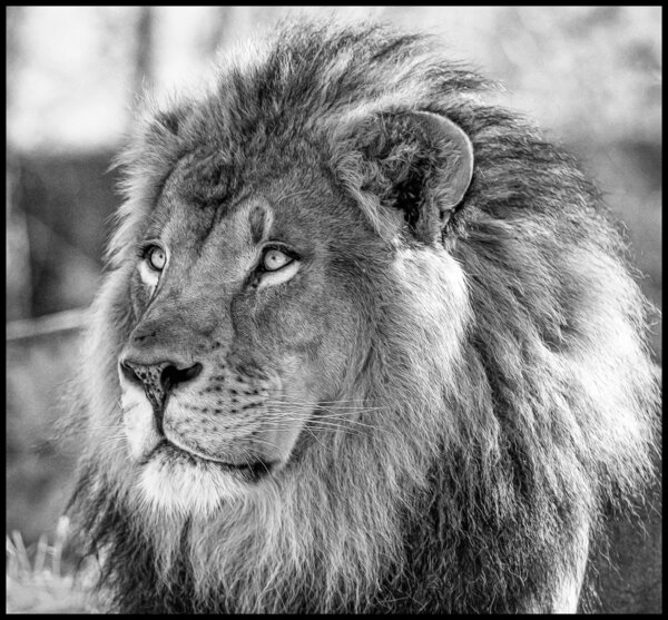African Lion B-W-3.jpg