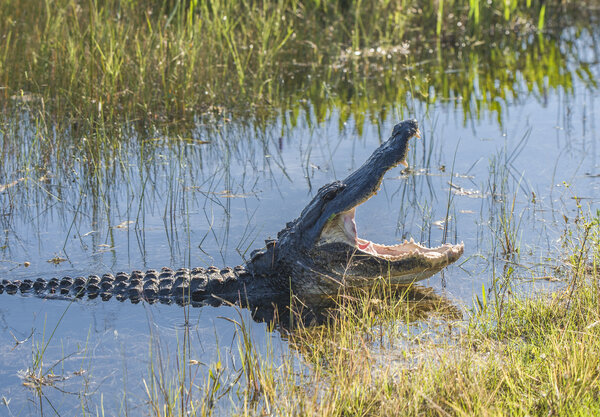 Alligator Yawn.jpg