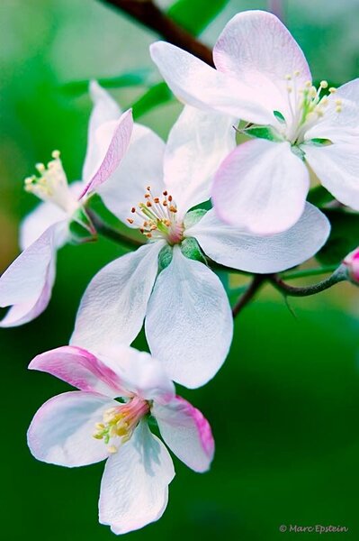 Apple-Blossom-Special.jpg