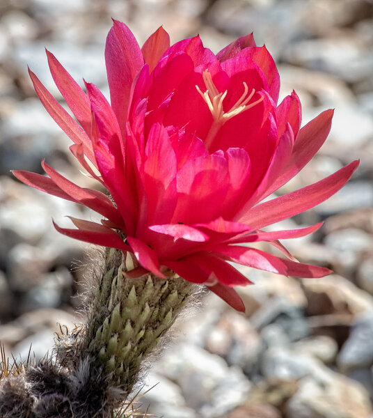 Argentina Cactus Flower-7.jpg