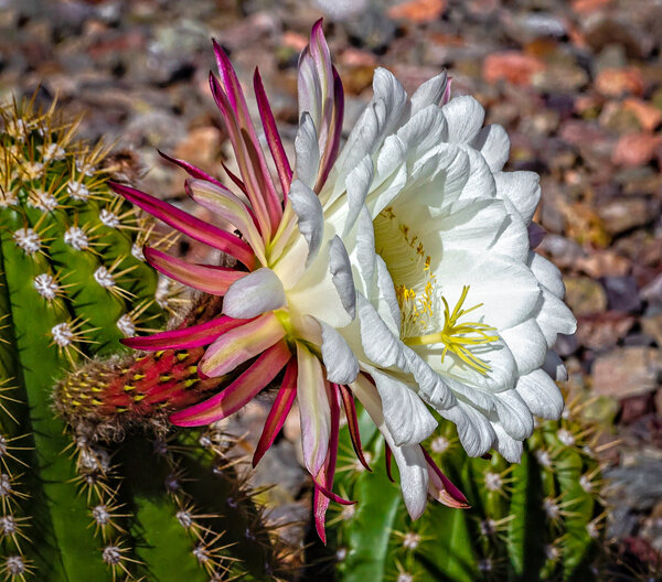 Argentina Cactus Flower-9.jpg