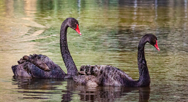 Austrailian Black Swans.jpg