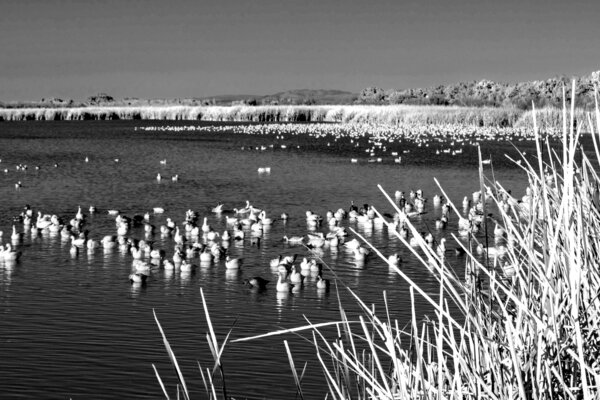 bosque geese reeds IR.jpg