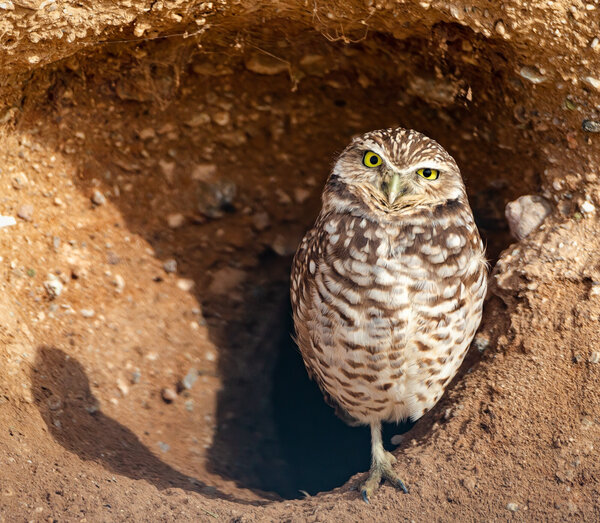 Burrowing Owl-111.jpg