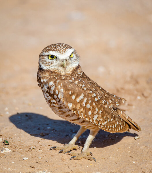 Burrowing Owl-15.jpg