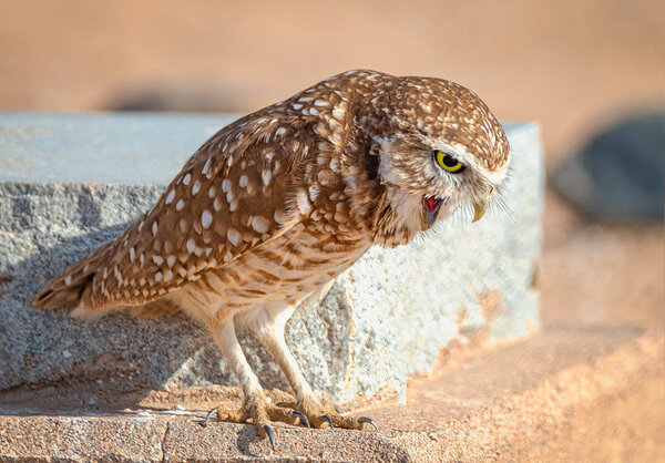 Burrowing Owls-4.jpg