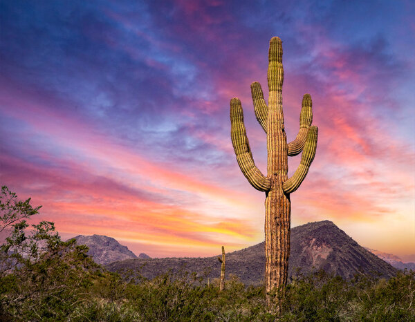 Cactus at Sunset.jpg