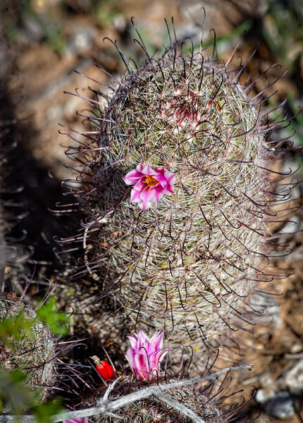 Cactus Flowers-3.jpg