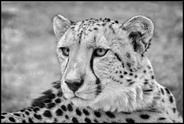 Cheetah B-W.jpg