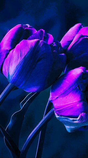 desktop-wallpaper-purple-tulip-flower-tulips-particular-special-beautyful-amazing-•-for-you-dark-tulip-iphone.jpg