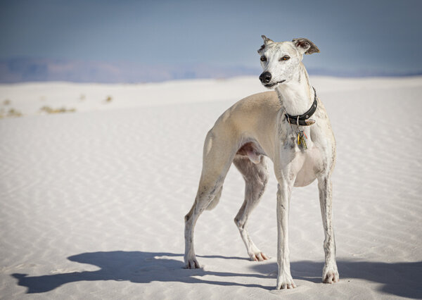 Dogs to White Sands March 2023_March 27, 2023_0256.jpg