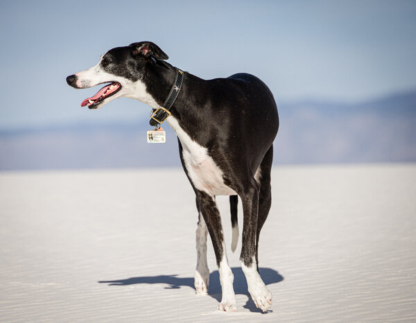 Dogs to White Sands March 2023_March 27, 2023_0359.jpg