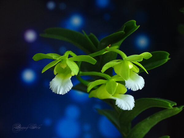 Christensonia vietnamica orchid