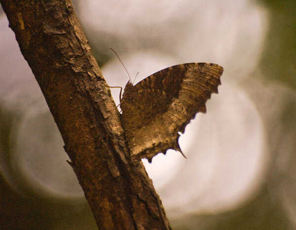 Camouflaged Butterfly in Sri Lanka.jpg