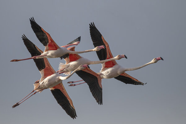 Flamingos in flight - ( Phoenocopterus roseus).jpg