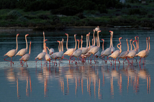Flamingos in Wedding Parade - ( Phoenicopterus roseus).jpg