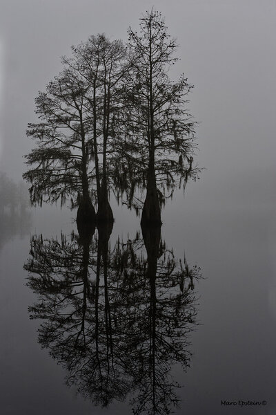 Foggy Wetlands_MG_2856 lowres.jpg