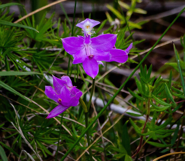 Grass Pink Orchid-2.jpg