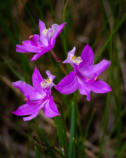 Grass Pink Orchid-4.jpg