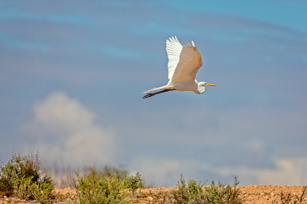 Great Egret-9.jpg