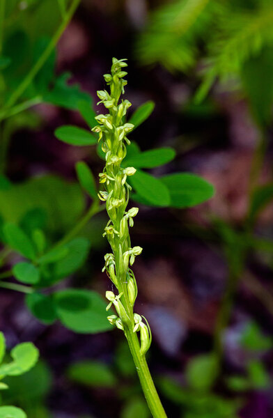 Green Bog Orchid-2.jpg
