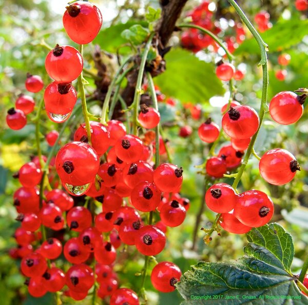 Jeannie's Red Currant Patch, Alaska