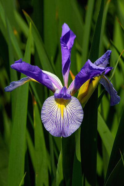 Iris-4.jpg