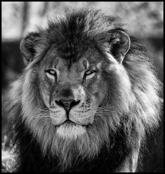 Lion B-W.jpg