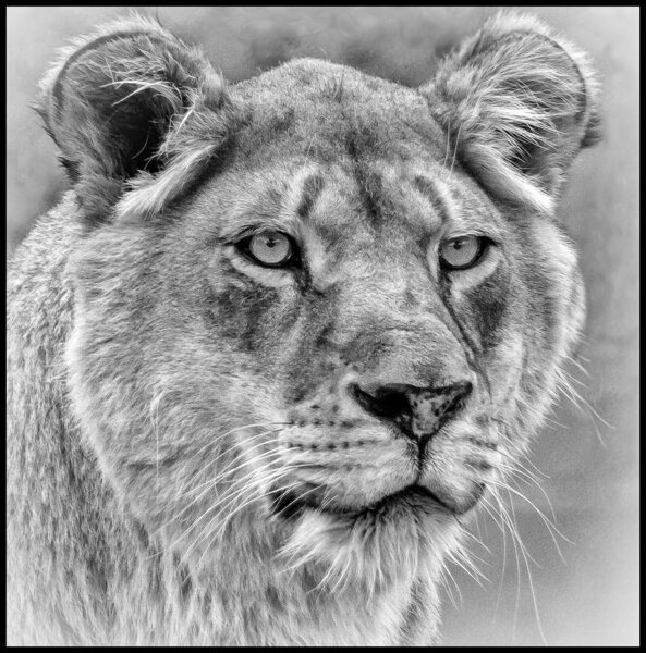 Lion B:W-7.jpg