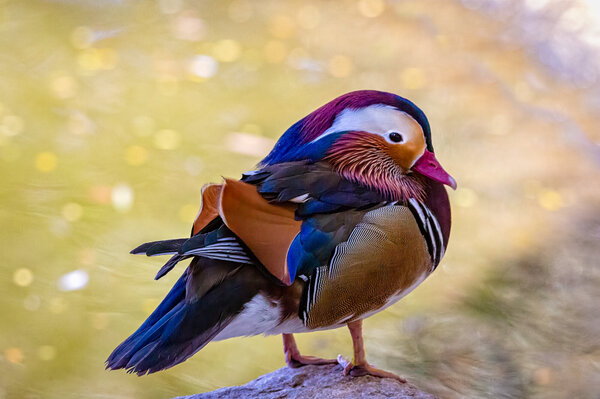 Mandarin Duck-2.jpg