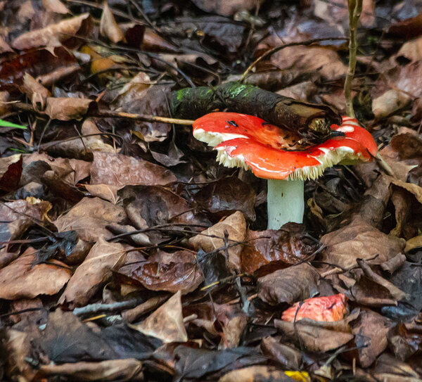 Mushroom-38.jpg