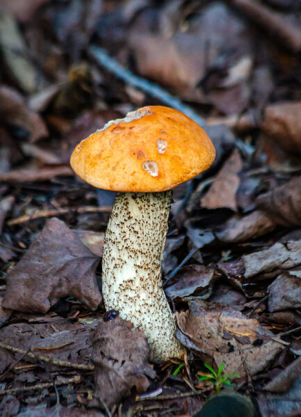 Mushroom-43.jpg