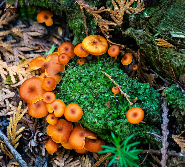 Orange Mycena Mushrooms-26.jpg