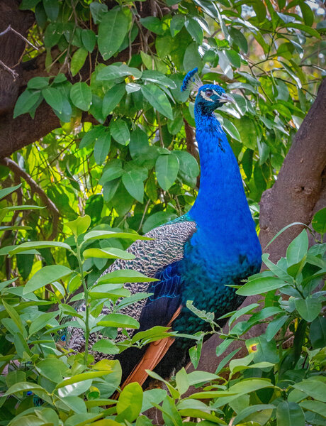 Peacock-5.jpg