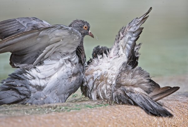 Pigeons having a bath