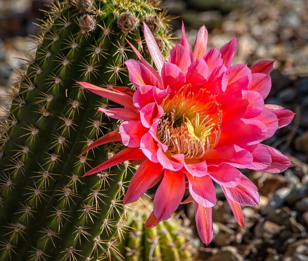 Pink Argentina Cactus Flower.jpg