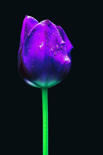 purple-tulip-ivan-slosar.jpg