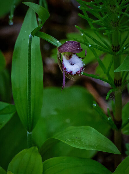 Ram's  Head Lady Slipper Orchid.jpg