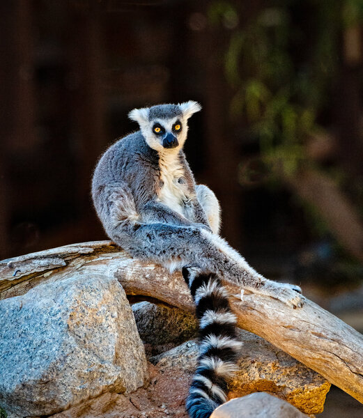 Ring-tailed Lemur.jpg
