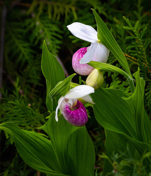 Showy Lady Slipper Orchid-4.jpg