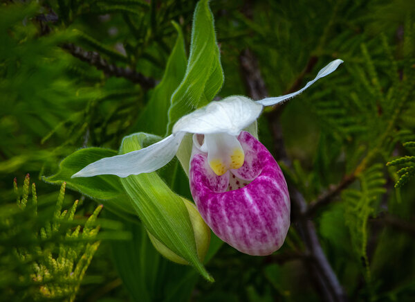 Showy Lady Slipper Orchid.jpg