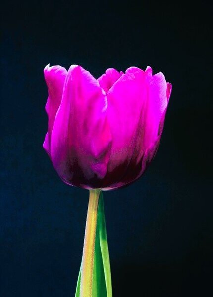 single-purple-tulip-on-black.jpg