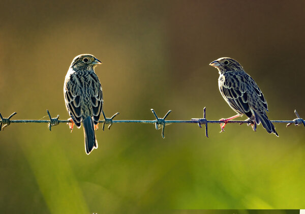 Sparrows - (Passer hispaniolensis) .jpg