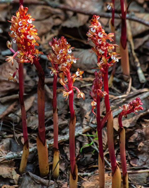 Spotted Coral Root Orchid-4.jpg